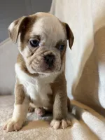 Heart breaker , a male English Bulldog for sale in Gouverneur, NY – 3 of 5