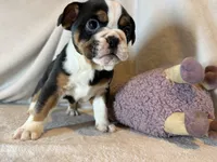 Ying and yang , a male English Bulldog for sale in Gouverneur, NY – 10 of 10