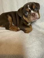 Coco, a male English Bulldog for sale in Gouverneur, NY – 7 of 7