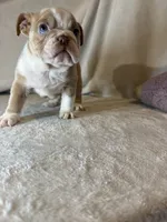 Cupcake, a female English Bulldog for sale in Gouverneur, NY – 2 of 5