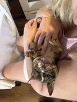 Coco, a male English Bulldog for sale in Gouverneur, NY – 4 of 7