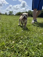 Heart breaker , a male English Bulldog for sale in Gouverneur, NY – 5 of 5