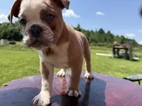 Heart breaker , a male English Bulldog for sale in Gouverneur, NY – 3 of 5