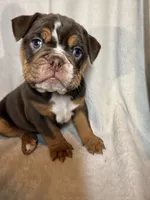 Coco, a male English Bulldog for sale in Gouverneur, NY – 2 of 7