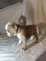 Heart breaker , a male English Bulldog for sale in Gouverneur, NY – 5 of 5