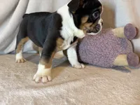 Ying and yang , a male English Bulldog for sale in Gouverneur, NY – 6 of 10