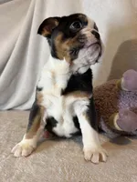 Ying and yang , a male English Bulldog for sale in Gouverneur, NY – 2 of 10