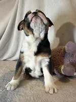 Ying and yang , a male English Bulldog for sale in Gouverneur, NY – 4 of 10