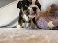 Ying and yang , a male English Bulldog for sale in Gouverneur, NY – 3 of 10