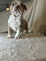 Cupcake, a female English Bulldog for sale in Gouverneur, NY – 3 of 5