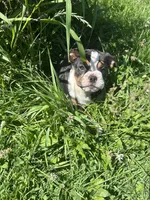 Ying and yang , a male English Bulldog for sale in Gouverneur, NY – 2 of 9
