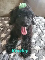 Kinsley, a female Maltipoo for sale in Franklinton, LA – Photo 3 of 3