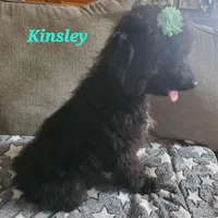 Kinsley, a female Maltipoo for sale in Franklinton, LA – Photo 2 of 3