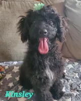 Kinsley, a female Maltipoo for sale in Franklinton, LA – Photo 1 of 3
