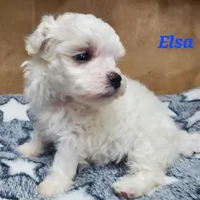 Elsa, a female Maltipoo for sale in Franklinton, LA – Photo 4 of 5