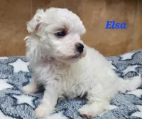 Elsa, a female Maltipoo for sale in Franklinton, LA – Photo 1 of 3