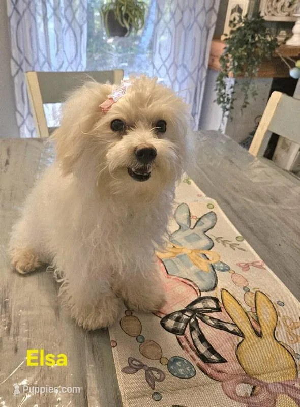 Elsa – Maltipoo puppy for sale in Franklinton, LA