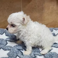 Elsa, a female Maltipoo for sale in Franklinton, LA – Photo 5 of 5