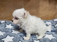 Elsa, a female Maltipoo for sale in Franklinton, LA – Photo 2 of 3