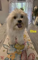 Elsa, a female Maltipoo for sale in Franklinton, LA – Photo 2 of 5