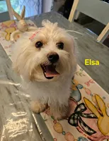 Elsa, a female Maltipoo for sale in Franklinton, LA – Photo 3 of 5