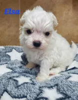Elsa, a female Maltipoo for sale in Franklinton, LA – Photo 3 of 3