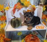 Otis, a male Yorkshire Terrier for sale in Franklinton, LA – Photo 3 of 3