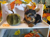 Otis, a male Yorkshire Terrier for sale in Franklinton, LA – Photo 2 of 3