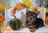 Otis, a male Yorkshire Terrier for sale in Franklinton, LA – Photo 1 of 3