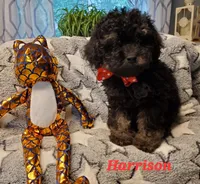 Harrison, a male Maltipoo for sale in Franklinton, LA – Photo 3 of 3