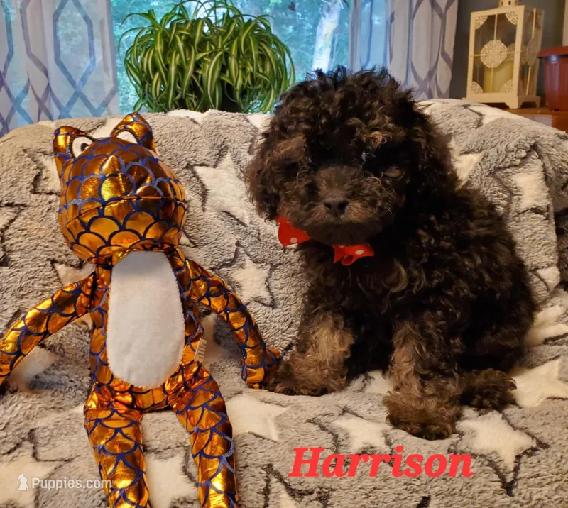 Harrison, a male Maltipoo for sale in Franklinton, LA – Photo 1 of 3