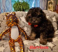 Harrison, a male Maltipoo for sale in Franklinton, LA – Photo 1 of 3