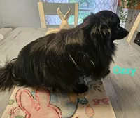 Ozzy, a male Pomeranian for sale in Franklinton, LA – Photo 3 of 4