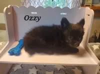 Ozzy, a male Pomeranian for sale in Franklinton, LA – Photo 2 of 3