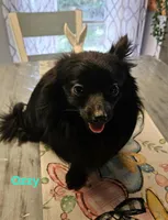 Ozzy, a male Pomeranian for sale in Franklinton, LA – Photo 2 of 4