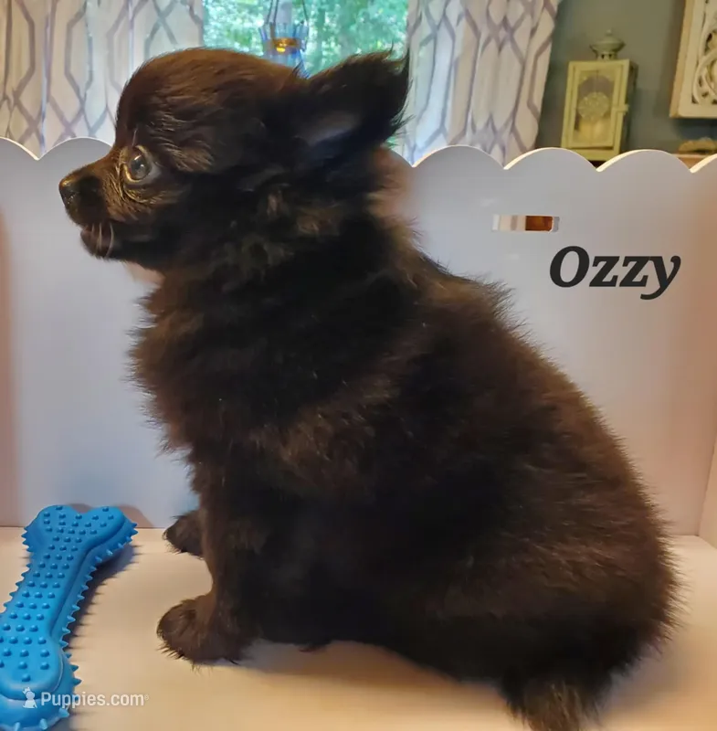 Ozzy