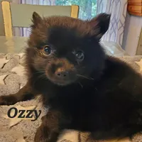Ozzy, a male Pomeranian for sale in Franklinton, LA – Photo 1 of 4