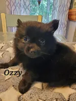Ozzy, a male Pomeranian for sale in Franklinton, LA – Photo 3 of 3