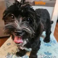 Willie, a male Maltipoo for sale in Franklinton, LA – Photo 1 of 3