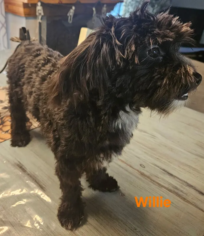 Willie – Maltipoo puppy for sale in Franklinton, LA