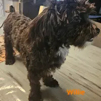 Willie, a male Maltipoo for sale in Franklinton, LA – Photo 2 of 3