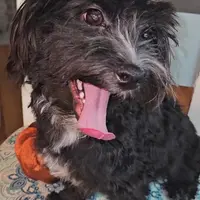 Willie, a male Maltipoo for sale in Franklinton, LA – Photo 3 of 3