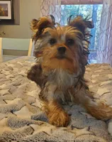 Harvey, a male Yorkshire Terrier for sale in Franklinton, LA – Photo 2 of 3