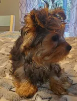 Harvey, a male Yorkshire Terrier for sale in Franklinton, LA – Photo 1 of 3