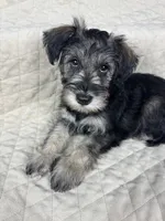 Suzy, a female Miniature Schnauzer for sale in Highland, CA – Photo 2 of 4