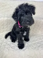 Tati, a female Miniature Schnauzer for sale in Highland, CA – Photo 3 of 4