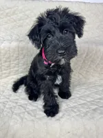 Tati, a female Miniature Schnauzer for sale in Highland, CA – Photo 4 of 4