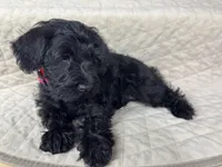 Miso, a female Miniature Schnauzer for sale in Highland, CA – Photo 4 of 4