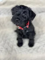 Miso, a female Miniature Schnauzer for sale in Highland, CA – Photo 2 of 4