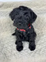 Miso, a female Miniature Schnauzer for sale in Highland, CA – Photo 3 of 4